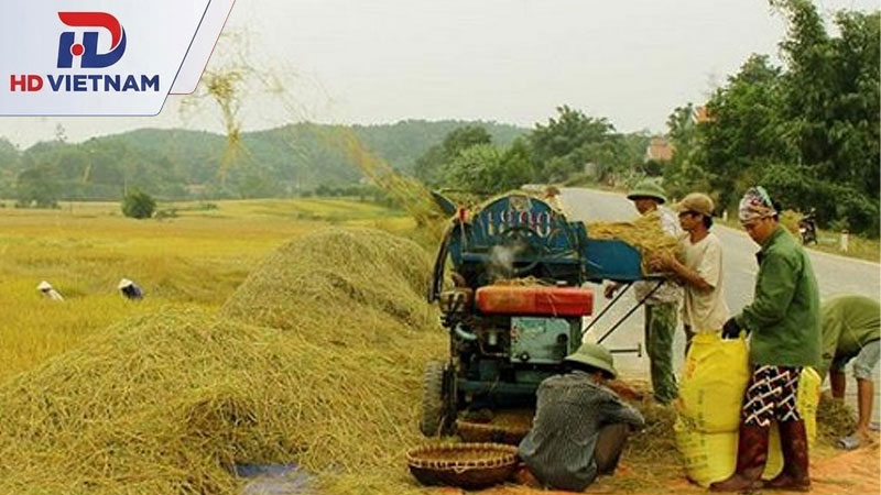 Máy đập lúa liên hoàn.
