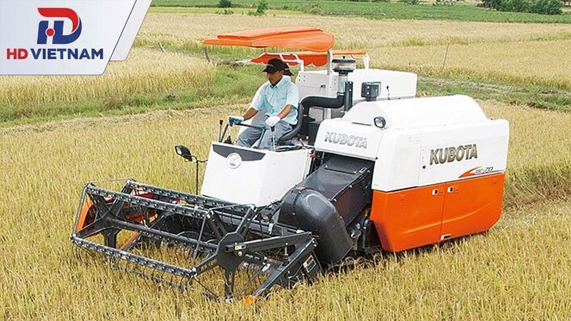 Cắt và gom lúa trên đồng ruộng