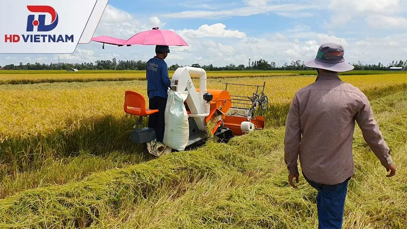 Đập và tách hạt sau khi cắt